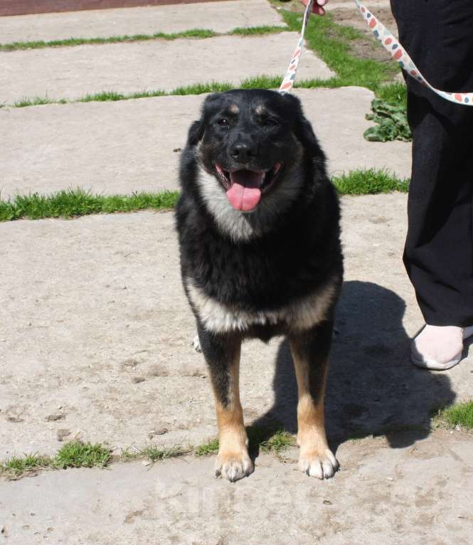 Собаки в Москве: Алиса в поисках любящей семьи Девочка, 100 руб. - фото 2