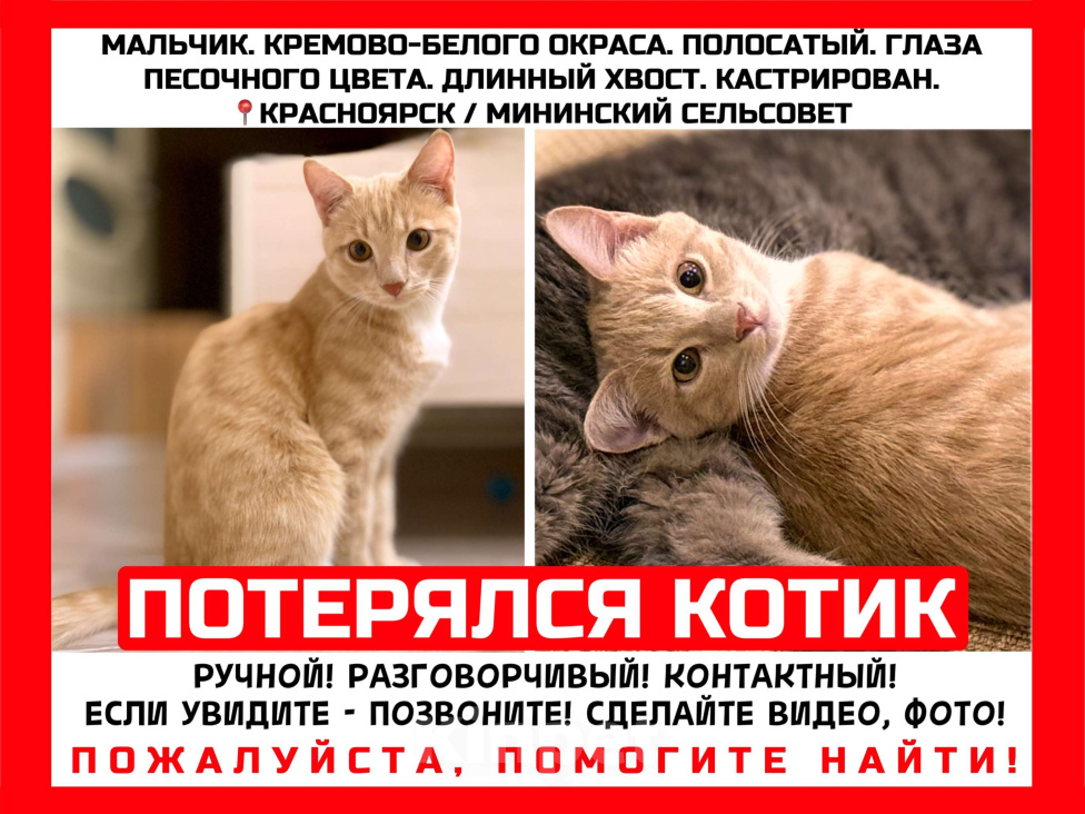 Кошки в Красноярске: 🆘ПОТЕРЯЛСЯ КОТИК! 🐈  Мальчик, 10 000 руб. - фото 1