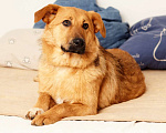 Собаки в Сергиеве Посаде: Изюминка маленькая собачка мечтает стать домашней Девочка, 1 руб. - фото 1