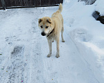 Собаки в Ореховом-Зуево: Найдена собака Мальчик, 5 руб. - фото 2