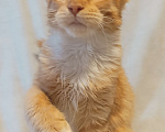 Кошки в Москве: Рыжее солнышко Мальчик, 30 000 руб. - фото 2