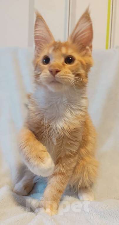 Кошки в Москве: Рыжее солнышко Мальчик, 30 000 руб. - фото 2