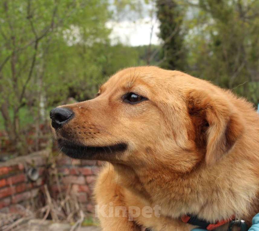 Собаки в Москве: Собак Нора ищет дом Девочка, 10 руб. - фото 1