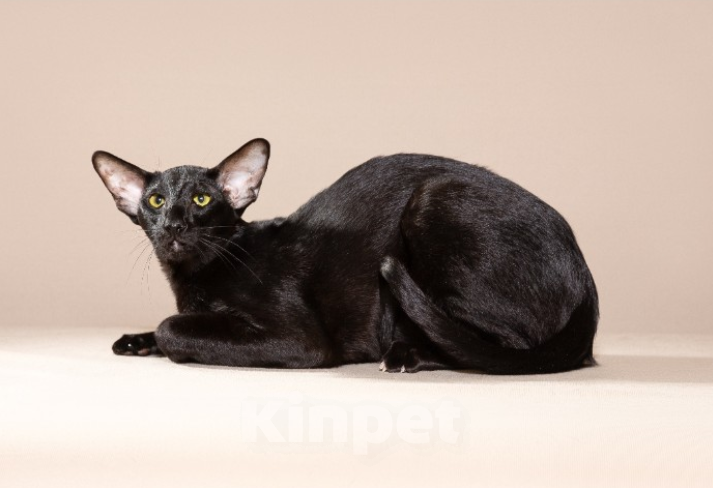 Кошки в Екатеринбурге: Вязка Мальчик, Бесплатно - фото 1