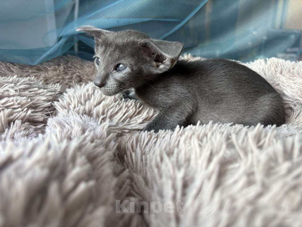 Кошки в Челябинске: Ориентальная кошечка Девочка, 100 000 руб. - фото 4