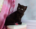 Кошки в Мурином: Британский котик черного окраса Мальчик, 38 000 руб. - фото 6