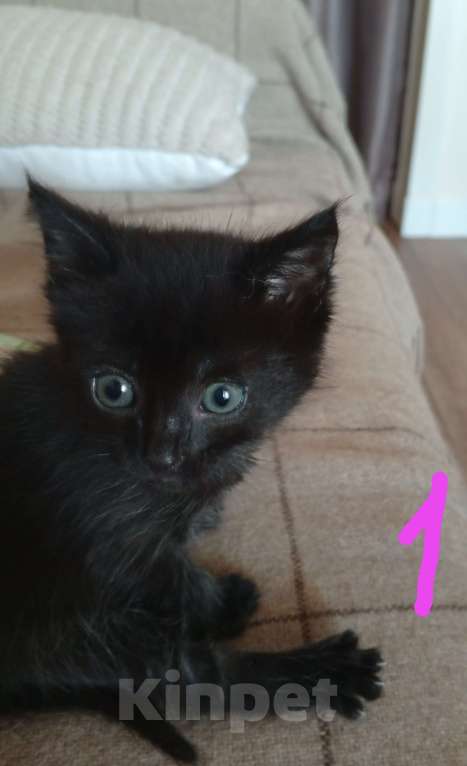 Кошки в других городах Московской области: Кошечка ищет дом Девочка, Бесплатно - фото 2