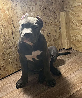 Американский булли