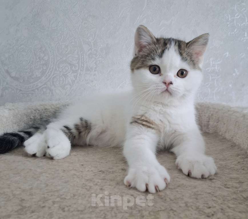 Кошки в Ярославле: Шотландский короткошерстный мальчик Мальчик, 25 000 руб. - фото 7