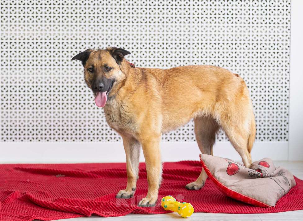 Собаки в Москве: Красотка Эмми в добрые руки! Девочка, Бесплатно - фото 9