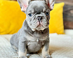 Собаки в Санкт-Петербурге: Французский бульдог Мальчик, Бесплатно - фото 1