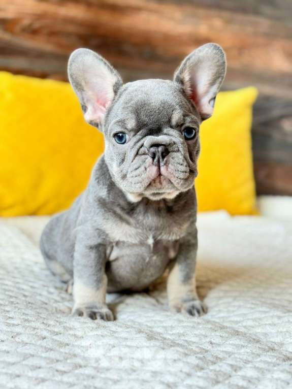 Собаки в Санкт-Петербурге: Французский бульдог Мальчик, Бесплатно - фото 1