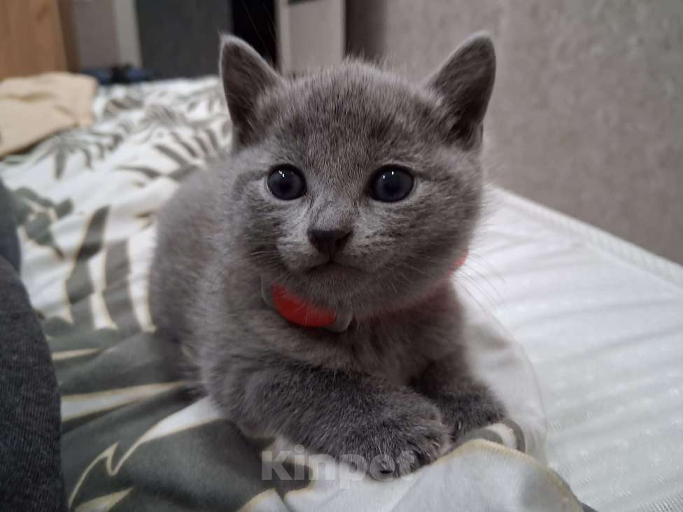 Кошки в Казани: Девочка Девочка, 50 000 руб. - фото 2
