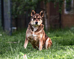 Собаки в Москве: Спокойный и дружелюбный пес Филя ищет дом! Мальчик, Бесплатно - фото 1