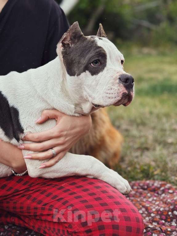 Собаки в Саратове: Милка Девочка, Бесплатно - фото 3