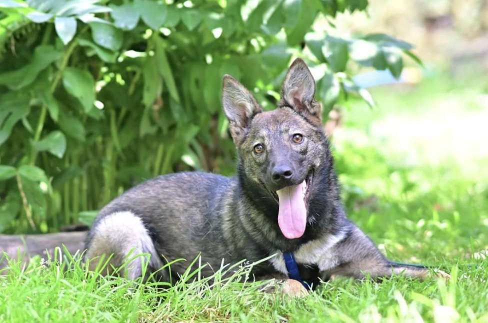 Собаки в Москве: Маленькая собачка Рита ищет дом Девочка, 1 руб. - фото 7