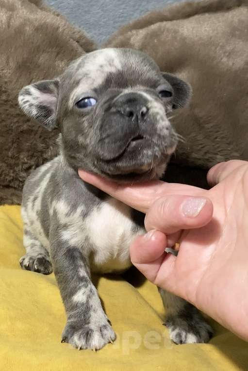 Собаки в Нижнем Новгороде: Щенки французского бульдога. Мальчик, Бесплатно - фото 8