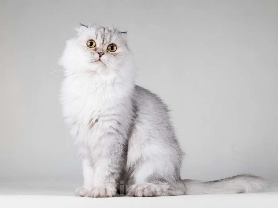 Кошки в Москве: Хайленд фолд серебристая шиншилла Айси в добрые руки Девочка, 1 руб. - фото 4