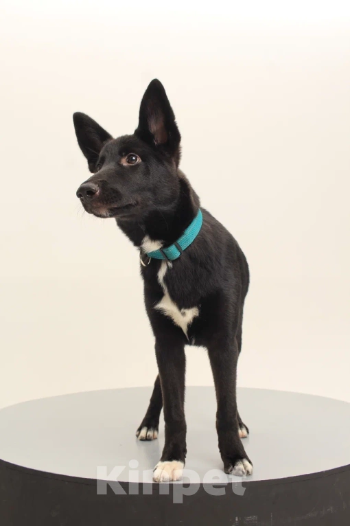 Собаки в Костроме: Грей в поиске дома  Мальчик, Бесплатно - фото 10