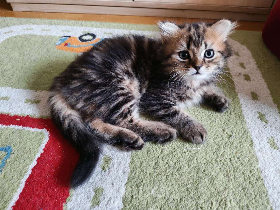 Кошки в Всеволожске: Шотландский вислоухий котёнок Мальчик, 20 000 руб. - фото 10