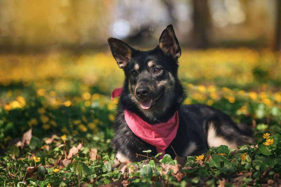 Собаки в Москве: Нежная Нуара в поисках дома Девочка, Бесплатно - фото 4