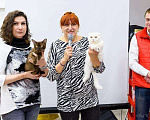 Кошки в Воронеже: продается шотландский котик, 1 руб. - фото 5