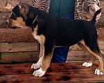 Собаки в Бийске: Кобель САО, чёрно-подпалого окраса, 3 мес. Мальчик, 10 000 руб. - фото 2