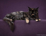 Кошки в Ливны: Котята мейн-кун, 40 000 руб. - фото 5