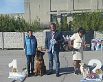 Собаки в Симферополе: Продаются щенки немецкой овчарки длинношерстной Девочка, 30 000 руб. - фото 4