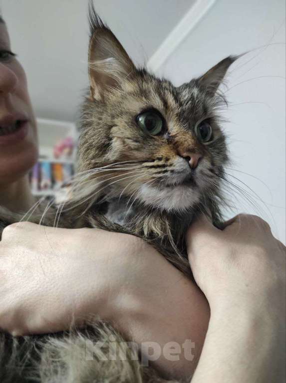 Кошки в Москве: Муза - роскошная мини-мейнкун Девочка, Бесплатно - фото 2