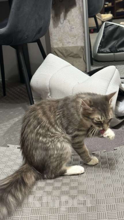 Кошки в Москве: Ася ищет дом Девочка, Бесплатно - фото 3