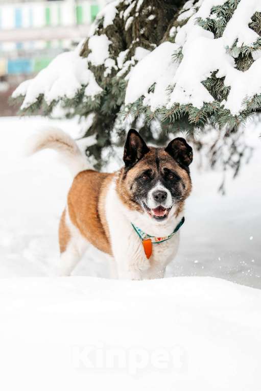 Собаки в Москве: Удивительная Рошель ищет дом Девочка, Бесплатно - фото 4