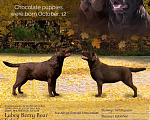 Собаки в Москве: шоколадные щенки лабрадора Девочка, Бесплатно - фото 6