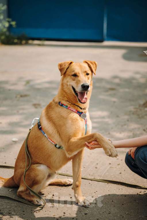 Собаки в Москве: Очень умный мальчик ищет семью. Банни из приюта в добрые руки Мальчик, Бесплатно - фото 1