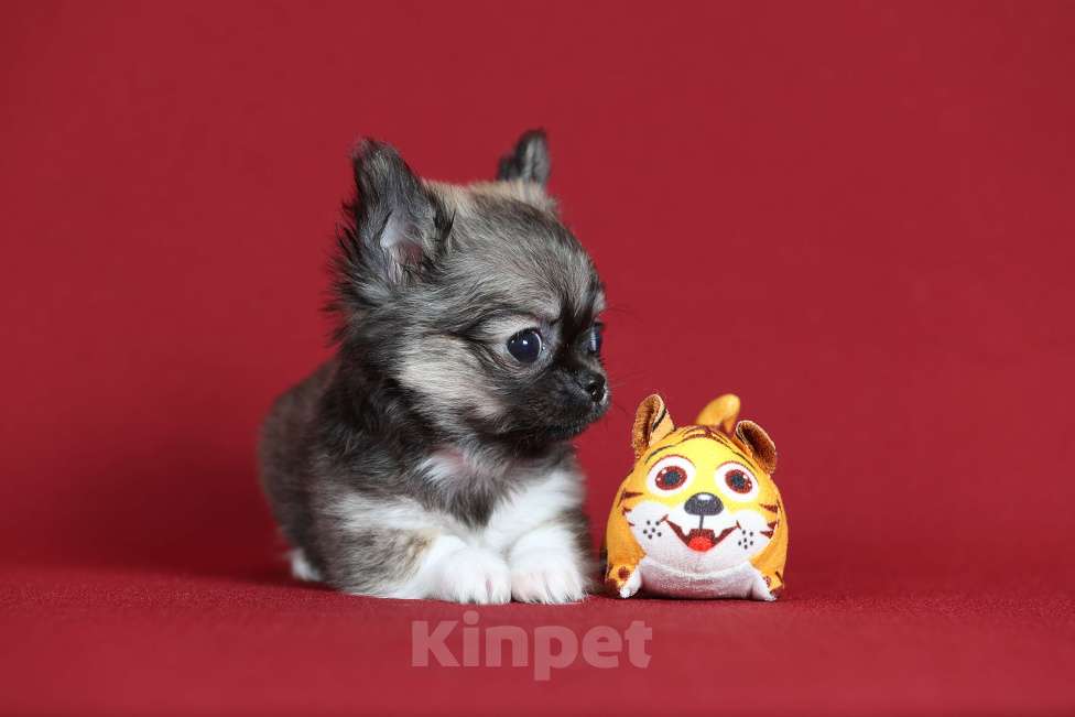 Собаки в Курске: Щенок чихуахуа Мальчик, Бесплатно - фото 5