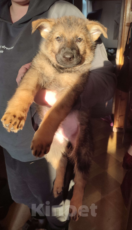 Собаки в других городах Московской области: Щенок немецкой овчарки рр Мальчик, 50 000 руб. - фото 2