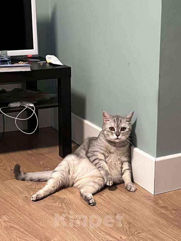 Кошки в Красногорске: Кота в добрые руки Мальчик, Бесплатно - фото 1