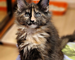 Кошки в Москве: Мейн-кун красотка с необычной внешностью Девочка, 55 000 руб. - фото 3