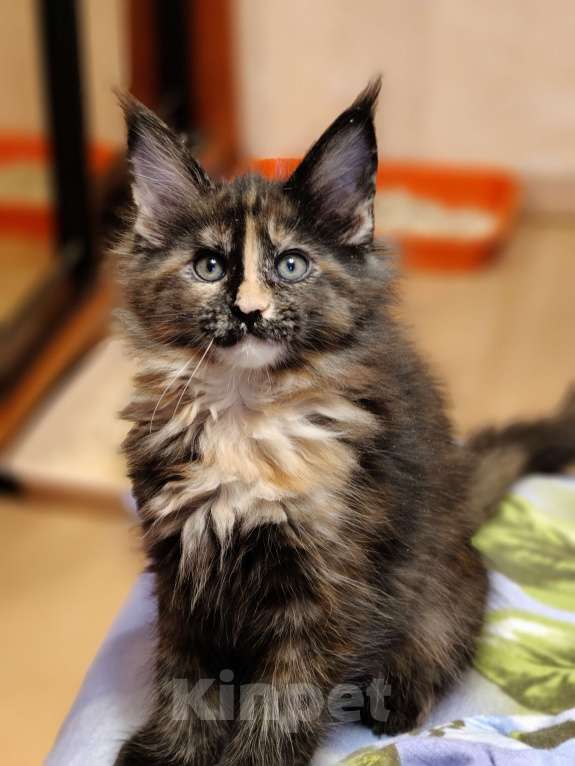 Кошки в Москве: Мейн-кун красотка с необычной внешностью Девочка, 55 000 руб. - фото 3