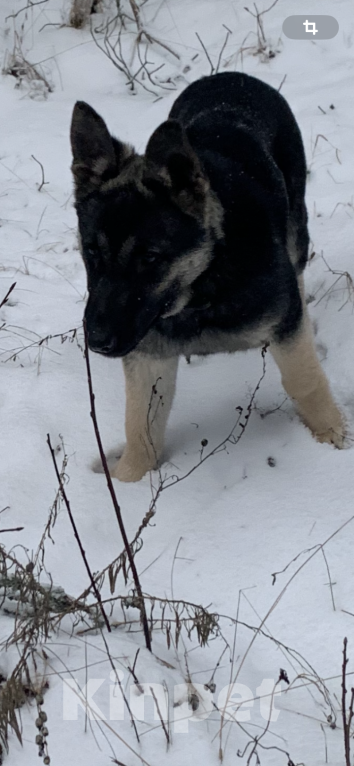 Собаки в Санкт-Петербурге: Продажа двух вео Девочка, 80 000 руб. - фото 2