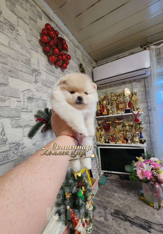 Собаки в Москве: Шпиц померанский девочка в медвежьем типе РКФ Девочка, Бесплатно - фото 2