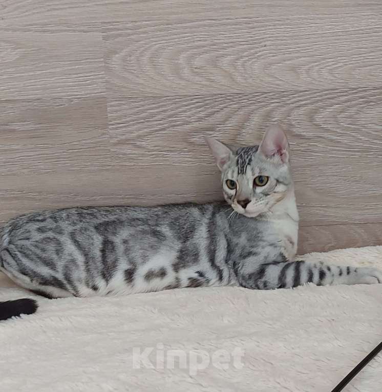 Кошки в Москве: Бенгальские котята  Мальчик, Бесплатно - фото 3
