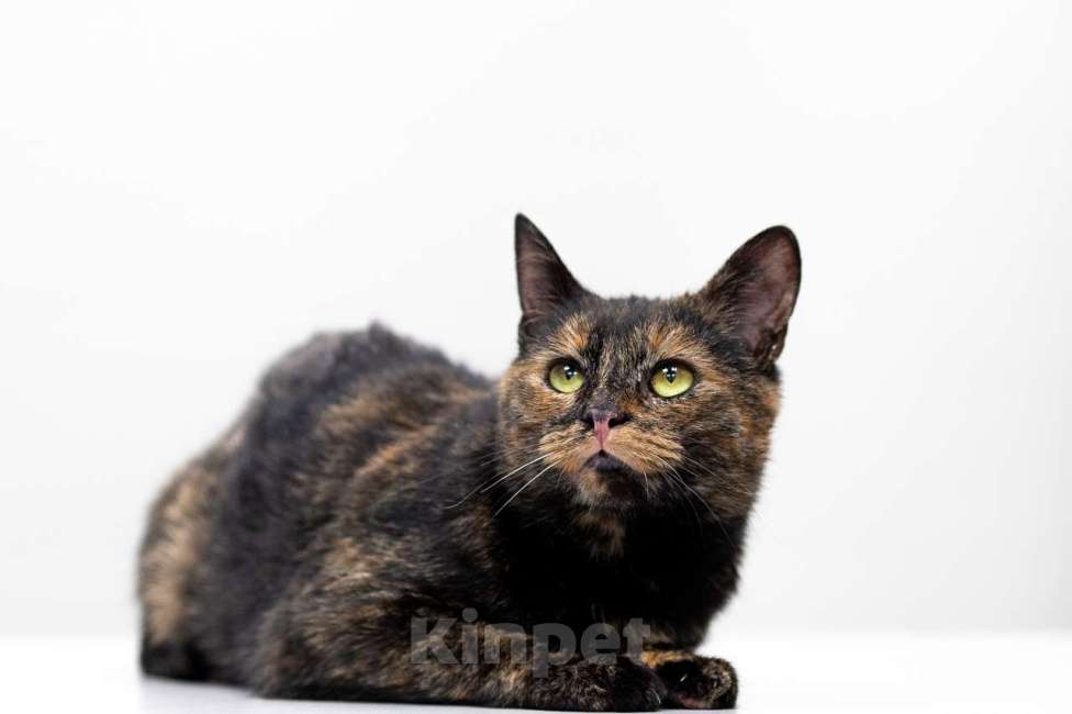 Кошки в Москве: кошка Ульяна Девочка, Бесплатно - фото 4