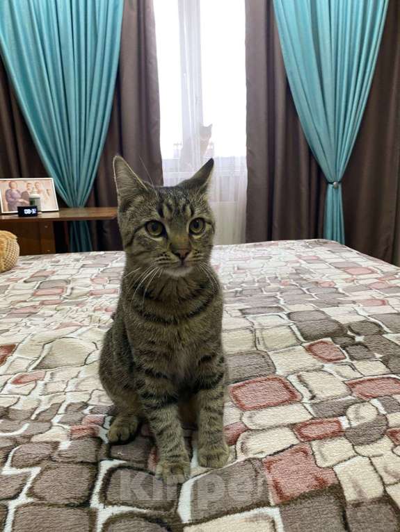 Кошки в Краснодаре: Отдам кота в добрые руки  Мальчик, Бесплатно - фото 1