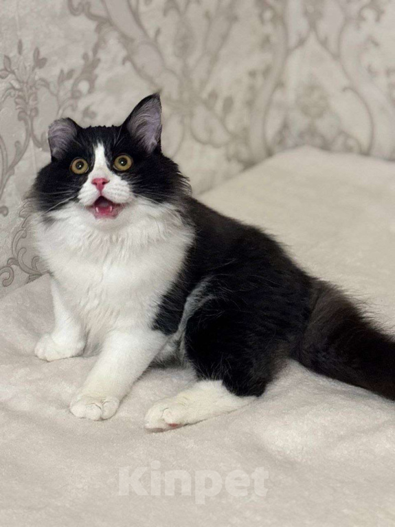 Кошки в Москве: Роскошный Винсент в поисках семьи Мальчик, Бесплатно - фото 4