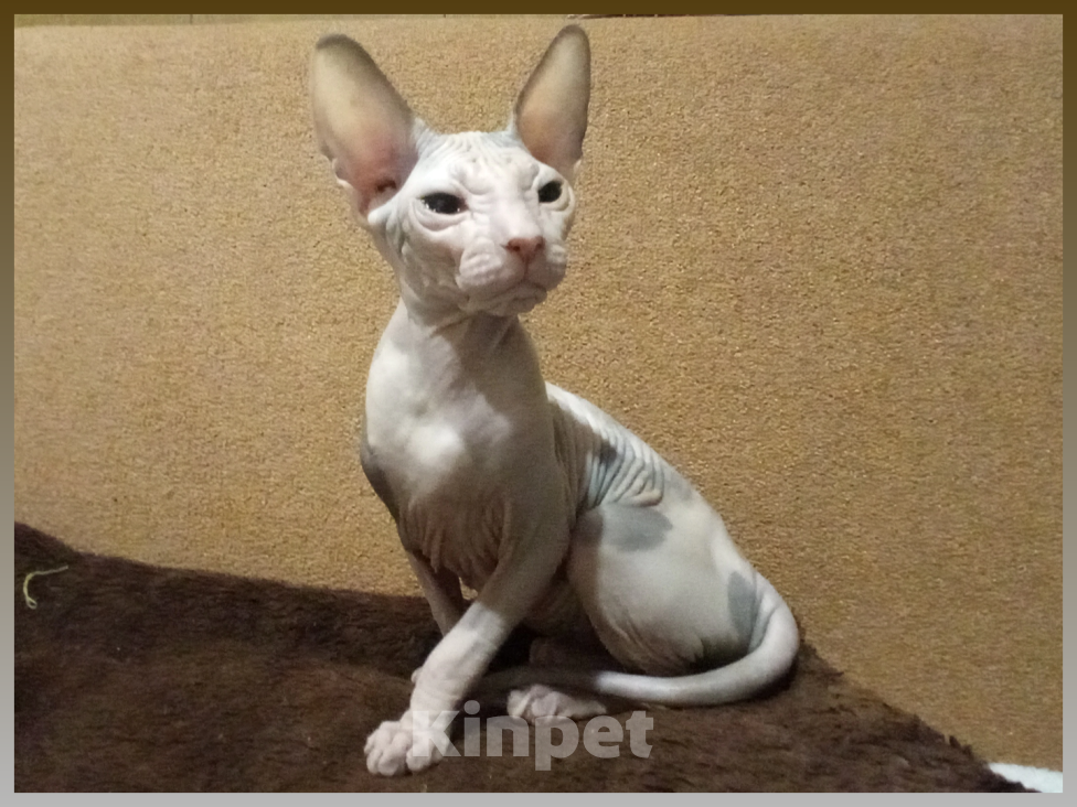 Кошки в Иркутске: Предлагаем коёнка донского сфинкса Девочка, 20 000 руб. - фото 6