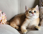 Кошки в Москве: Продажа породистых шотландских котят Девочка, 40 000 руб. - фото 6
