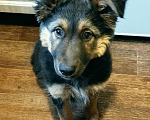 Собаки в Перми: щенок  3 месяца, отдам в добрые руки Девочка, 1 руб. - фото 3