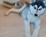 Собаки в Химках: Щенок мини-помски (хаски+шпиц) Мальчик, Бесплатно - фото 1