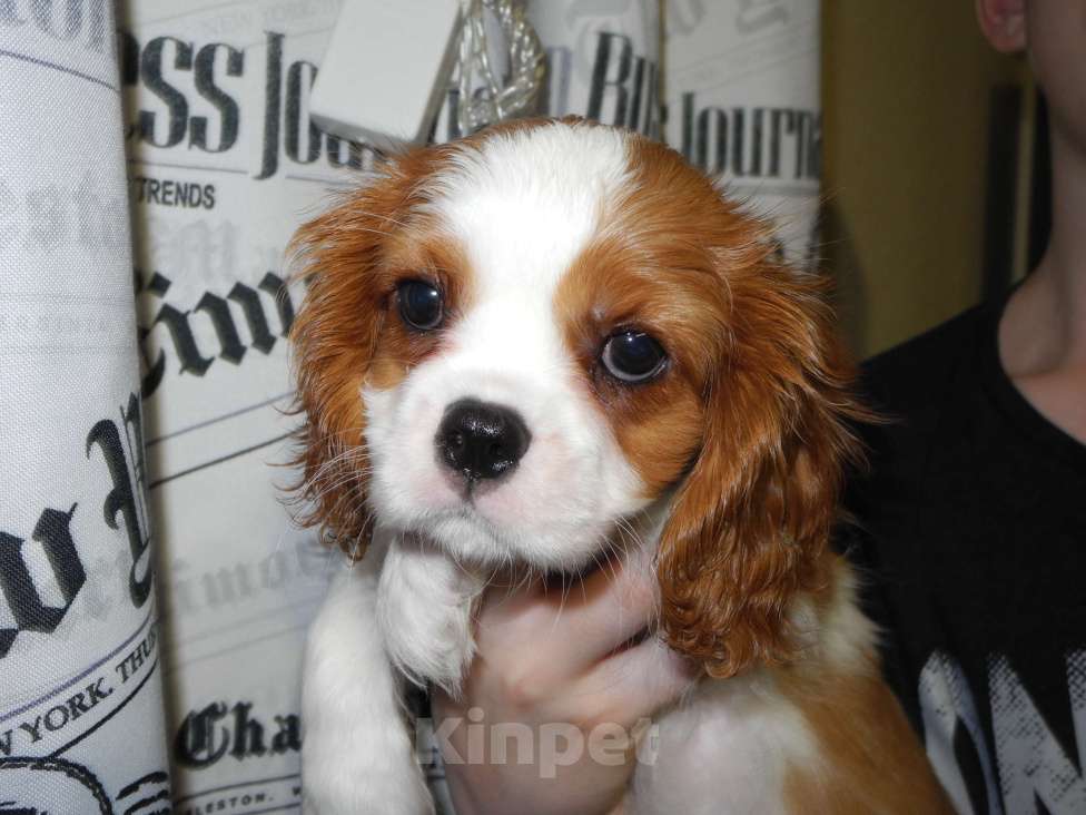 Собаки в Ярославле: Щенки кавалер Кинг Чарльз спаниель Девочка, 80 000 руб. - фото 5